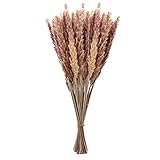 Hierba de Pampas secas, flores secas naturales, ramo de hierbas, caña de junco,...