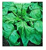 Espinacas monstrueux de viroflay - espinacea oleracea - semillas agrícolas - espinacas -...