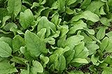 Lote de 250 semillas de espinacas Viroflay Gourmande Monstrous - Variedad resistente -...