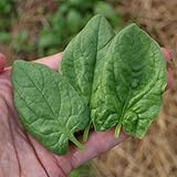 AGROBITS Monstrueux de Viroflay- de la herencia de espinacas See- 200 + 2018 Ver