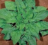PLAT FIRM Germinación de Las Semillas: 200 - Semillas: Viroflay - Espinacas yeilds...