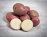 13 kg. Patata Roja / Especial para Guisar y Cocer - SelecciÃ³n Gourmet