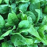 PLAT FIRM Germinación de las semillas: 2500 semillas o 1 OZ: Semillas Viroflay Espinaca,...