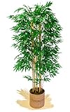 Maia Shop Bambú Cañas Naturales, Ideal para Decoración de Hogar, Planta, Árbol...