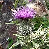 Benoon Semillas De Cardo Mariano, 50 Piezas/Bolsa Semillas De Flores Medicinal Natural...
