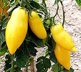 AGROBITS 400 monstrueux De VIROFLAY ESPINACA Spinacia Vegable Ver