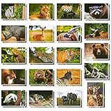 Animaux sauvages Cartes Postales – 40 cartes postales – Ensemble de...