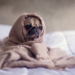 Cómo limpiar a su perro todos los días