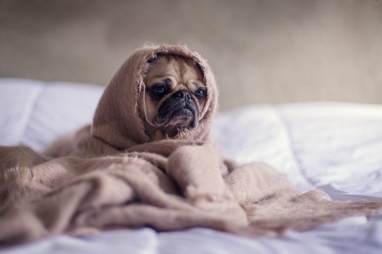 Cómo limpiar a su perro todos los días