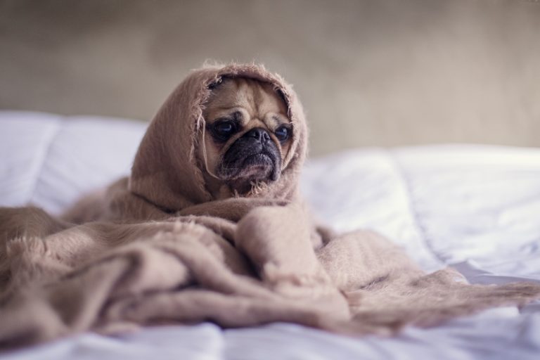 Cómo Limpiar A Su Perro Todos Los Días