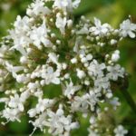 te de valeriana