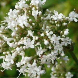 Té de Valeriana