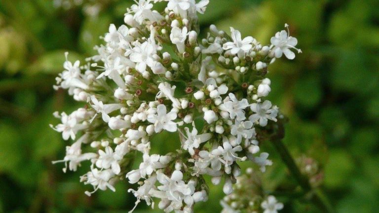 te de valeriana