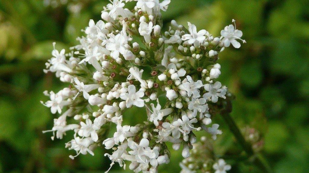 te de valeriana