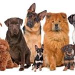 Diferentes razas de perros
