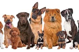 Diferentes razas de perros