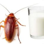 Lee más sobre el artículo Leche de Cucaracha