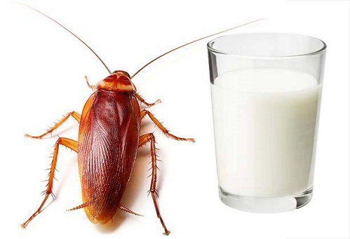 Lee más sobre el artículo Leche de Cucaracha