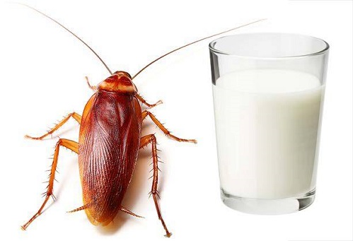 Lee Más Sobre El Artículo Leche De Cucaracha