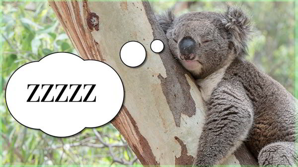 Por que los koalas duermen mas de 20 horas al dia