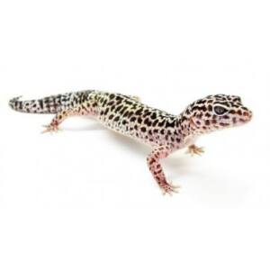 Comprar gecko