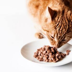 Mejor comida humeda para gatos