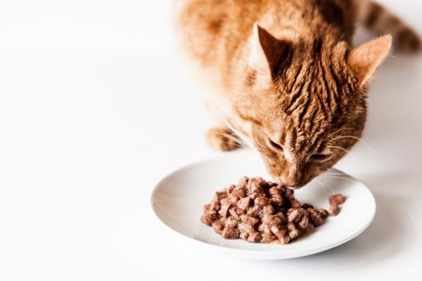En este momento estás viendo Mejor comida humeda para gatos
